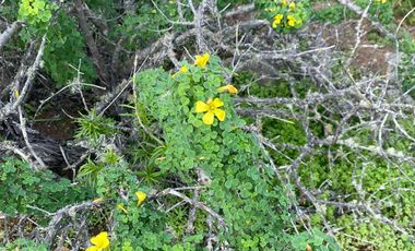 Parcela en venta  en COQUIMBO