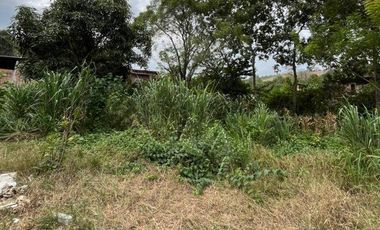 VENTA DE FINCA PRODUCTIVA EN JIPIJAPA