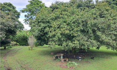 Venta de Finca  Municipio de Quimbaya