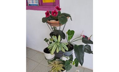 Venta de Finca  Municipio de Quimbaya