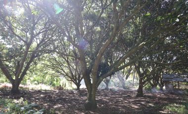 Residential Lot Talaban in Himamaylan