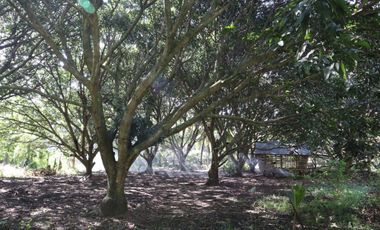 Residential Lot Talaban in Himamaylan
