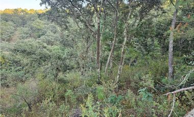 Bonito terreno en zona de bosque de mazamitla jalisco