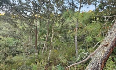 Bonito terreno en zona de bosque de mazamitla jalisco