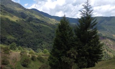 Hermoso Lote en venta – Vereda La Miel, Caldas