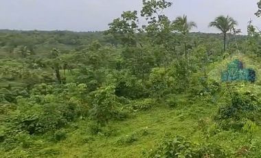 Jual Tanah Murah di Margamulya, Cileles, serang - Banten