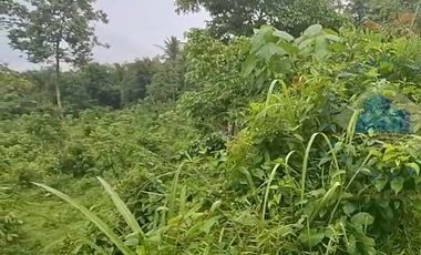 Jual Tanah Murah di Margamulya, Cileles, serang - Banten