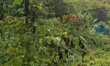 Jual Tanah Murah di Margamulya, Cileles, serang - Banten