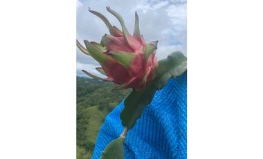 ALQUILER DE FINCA EN CAIZAN RODEADO DE NATURALEZA