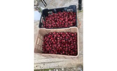 ALQUILER DE FINCA EN CAIZAN RODEADO DE NATURALEZA