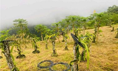 ALQUILER DE FINCA EN CAIZAN RODEADO DE NATURALEZA