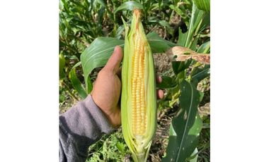 VENTA DE FINCA EN CAIZAN   8 HECTAREAS