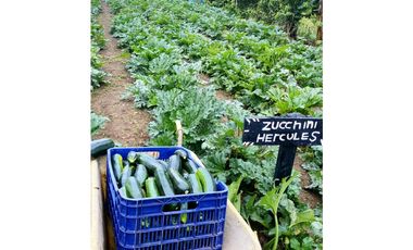 VENTA DE FINCA EN CAIZAN   8 HECTAREAS