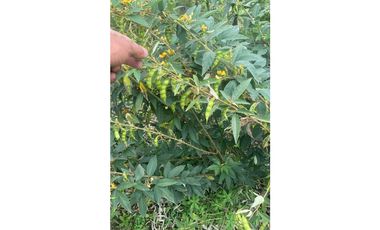 VENTA DE FINCA EN CAIZAN   8 HECTAREAS