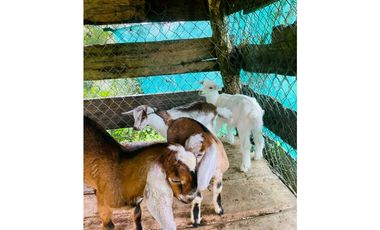 VENTA DE FINCA EN CAIZAN   8 HECTAREAS