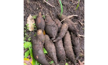 VENTA DE FINCA EN CAIZAN   8 HECTAREAS