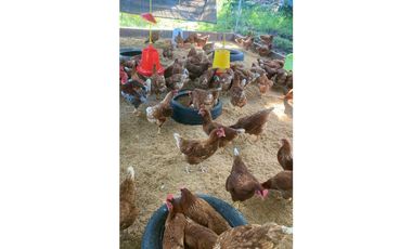 VENTA DE FINCA EN CAIZAN   8 HECTAREAS