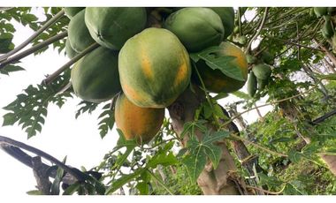 VENTA DE FINCA EN CAIZAN   8 HECTAREAS