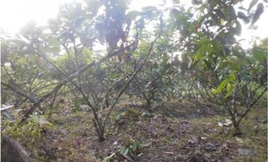 Azuay, Terreno en Venta, 20.017m2, Lote 2 y 3