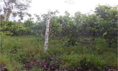 Azuay, Terreno en Venta, 20.017m2, Lote 2 y 3