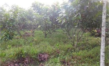 Azuay, Terreno en Venta, 20.017m2, Lote 2 y 3