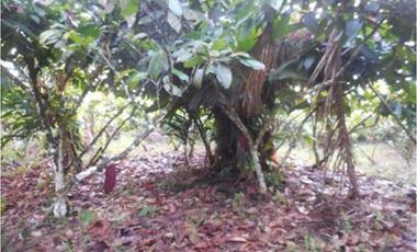 Azuay, Terreno en Venta, 20.017m2, Lote 2 y 3