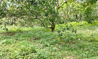 Venta Lotes En Parcelacion - Vereda El Hato - La Mesa