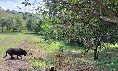 Venta Lotes En Parcelacion - Vereda El Hato - La Mesa