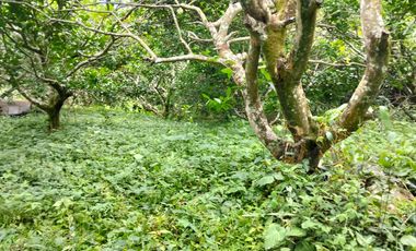 Venta Lotes En Parcelacion - Vereda El Hato - La Mesa