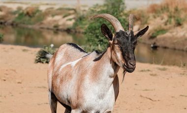 Parcela en Venta en Parcelacion El secreto de pilen, De Cauquenes, Maule