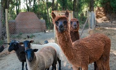 Parcela en Venta en Parcelacion El secreto de pilen, De Cauquenes, Maule