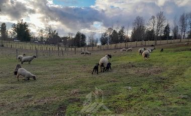 Parcela en Venta en COD38992 Camino a Cunco