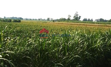 DIJUAL Tanah di Jalan Utama Pagu Kab Kediri 10 Menit Ke Pemkab Kediri