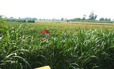 Jual Tanah Pinggir Jl Utama Pagu Kediri 10 Menit Kantor Pemkab