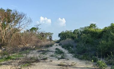 Terreno campestre en venta Naturae, Tixkuncheil, Yucatán
