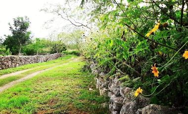 EN VENTA HERMOSA HACIENDA KANYUYUN| CARRETERA TIXKOKOB
