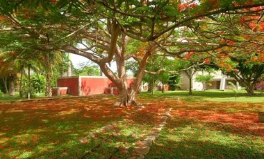EN VENTA HERMOSA HACIENDA KANYUYUN| CARRETERA TIXKOKOB