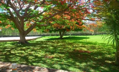 EN VENTA HERMOSA HACIENDA KANYUYUN| CARRETERA TIXKOKOB