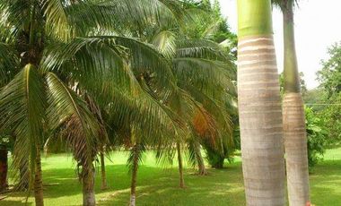 EN VENTA HERMOSA HACIENDA KANYUYUN| CARRETERA TIXKOKOB