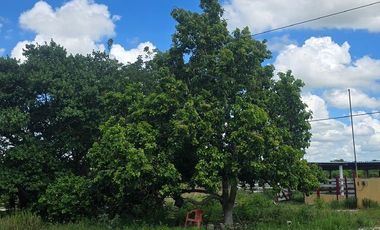 ¡Excelente Rancho en venta, 59 Has! Tizimin, Yucatán.