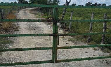 ¡Excelente Rancho en venta, 59 Has! Tizimin, Yucatán.