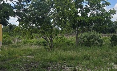 ¡Excelente Rancho en venta, 59 Has! Tizimin, Yucatán.