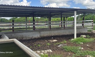 ¡Excelente Rancho en venta, 59 Has! Tizimin, Yucatán.