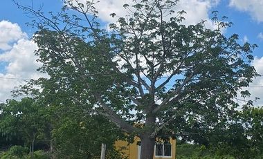 ¡Excelente Rancho en venta, 59 Has! Tizimin, Yucatán.