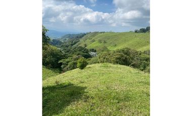 LOTE CAMPESTRE SALENTO 6460