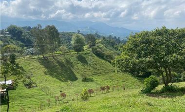 LOTE CAMPESTRE SALENTO 6460