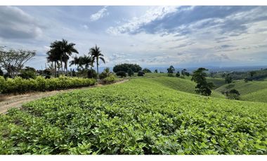 VENTA DE FINCA EN ALCAL, VALLE, COLOMBIA