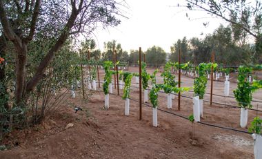 1000 m2 EXCLUSIVA COMUNIDAD PRIVADA. VALLE DE GUADALUPE