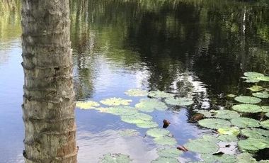 Rancho en Venta, superficie de 30 ha, Cenote abierto, zona de Buctzotz