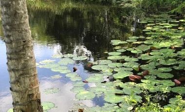 Rancho en Venta, superficie de 30 ha, Cenote abierto, zona de Buctzotz